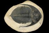 Bargain, Zlichovaspis Trilobite - Atchana, Morocco #100386-1